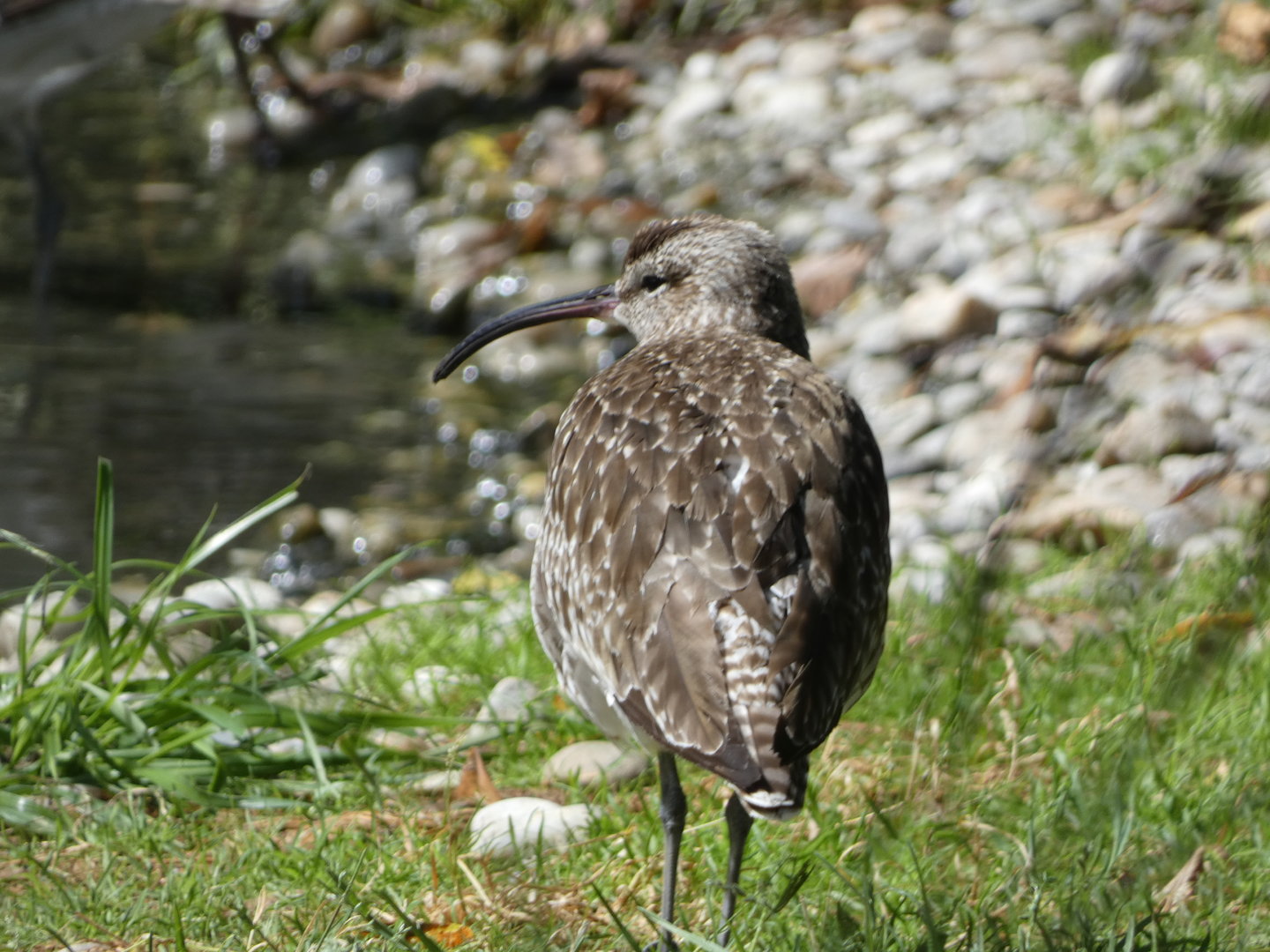 Bird ID - Zoo Hluboka