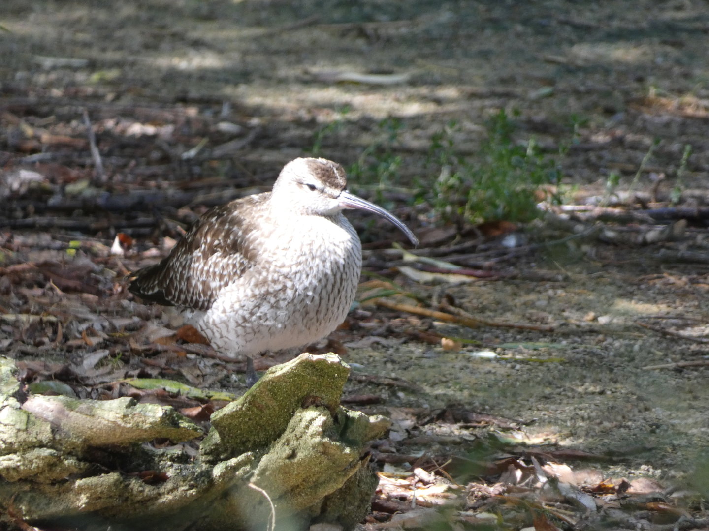 Bird ID - Zoo Hluboka