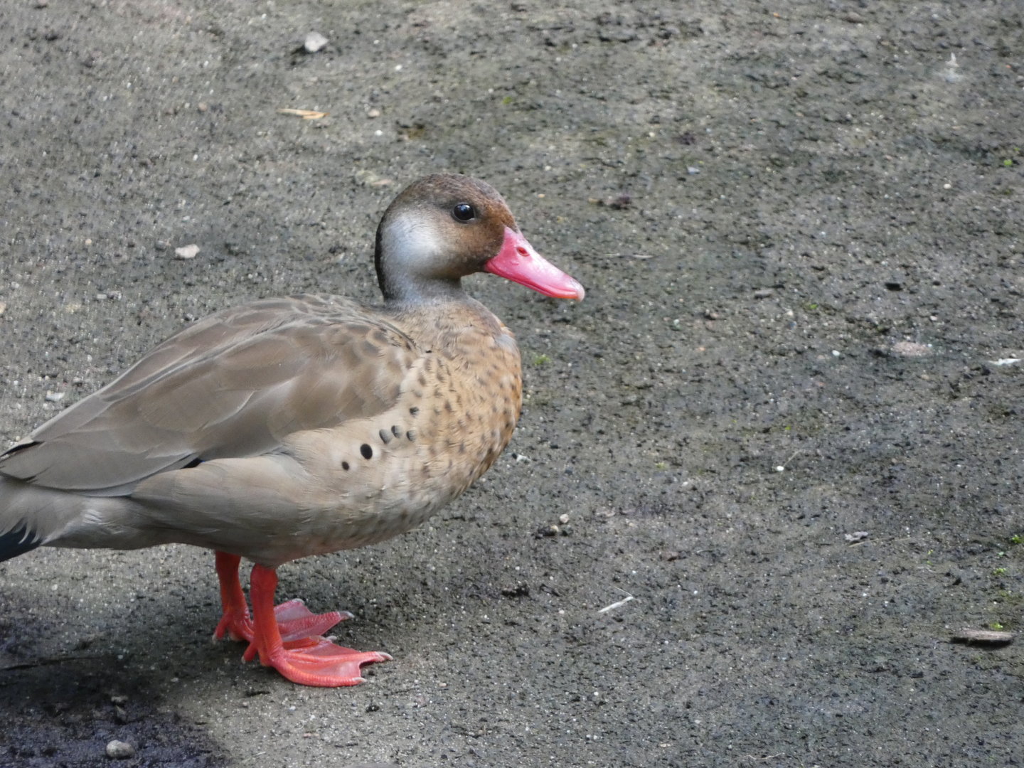 Bird ID? Zoo Leipzig