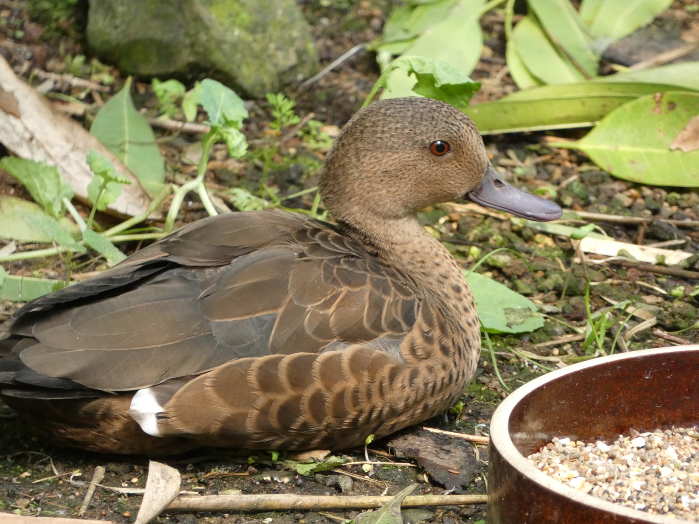 Bird ID? - Zoo Leipzig