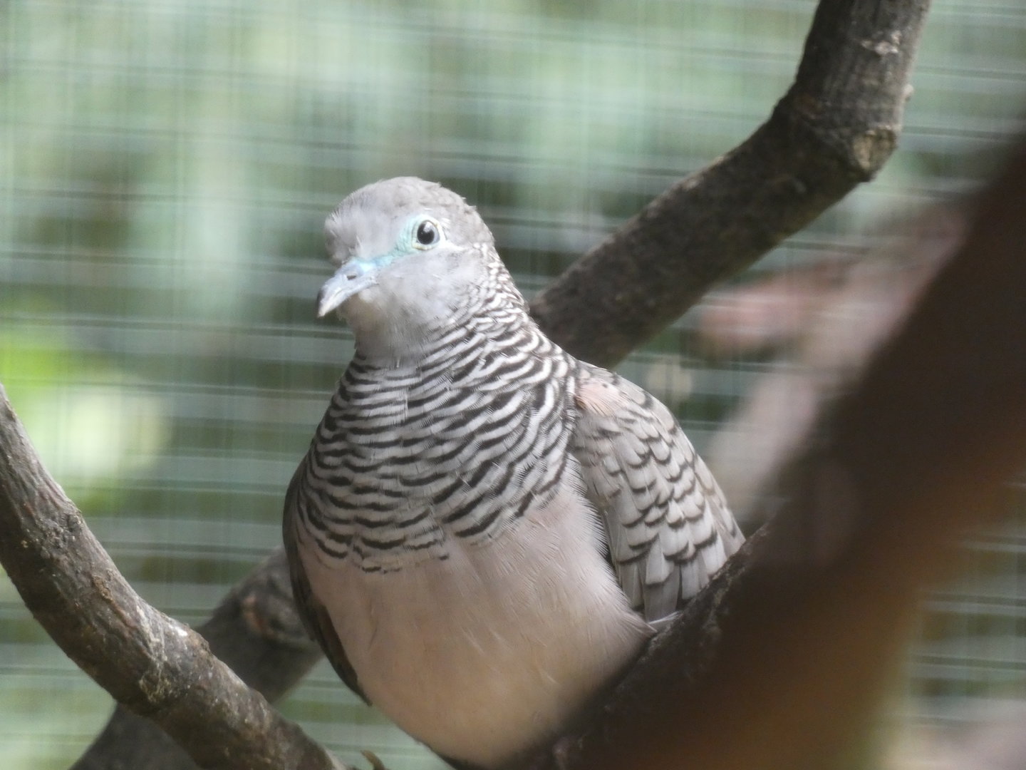 Bird ID - Zoo Plzen
