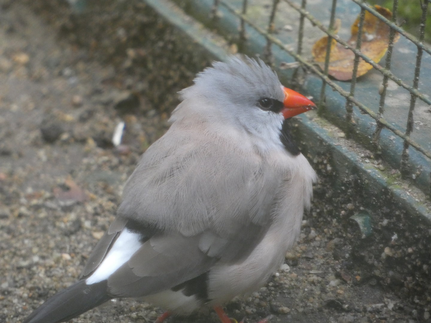 Bird ID - Zoo Plzen