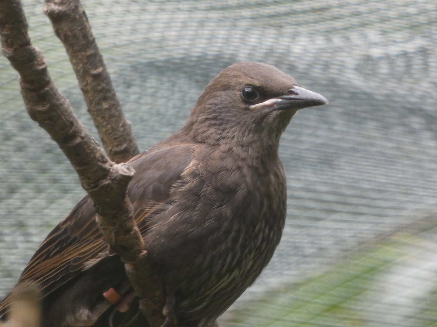 Bird ID - Zoo Plzen