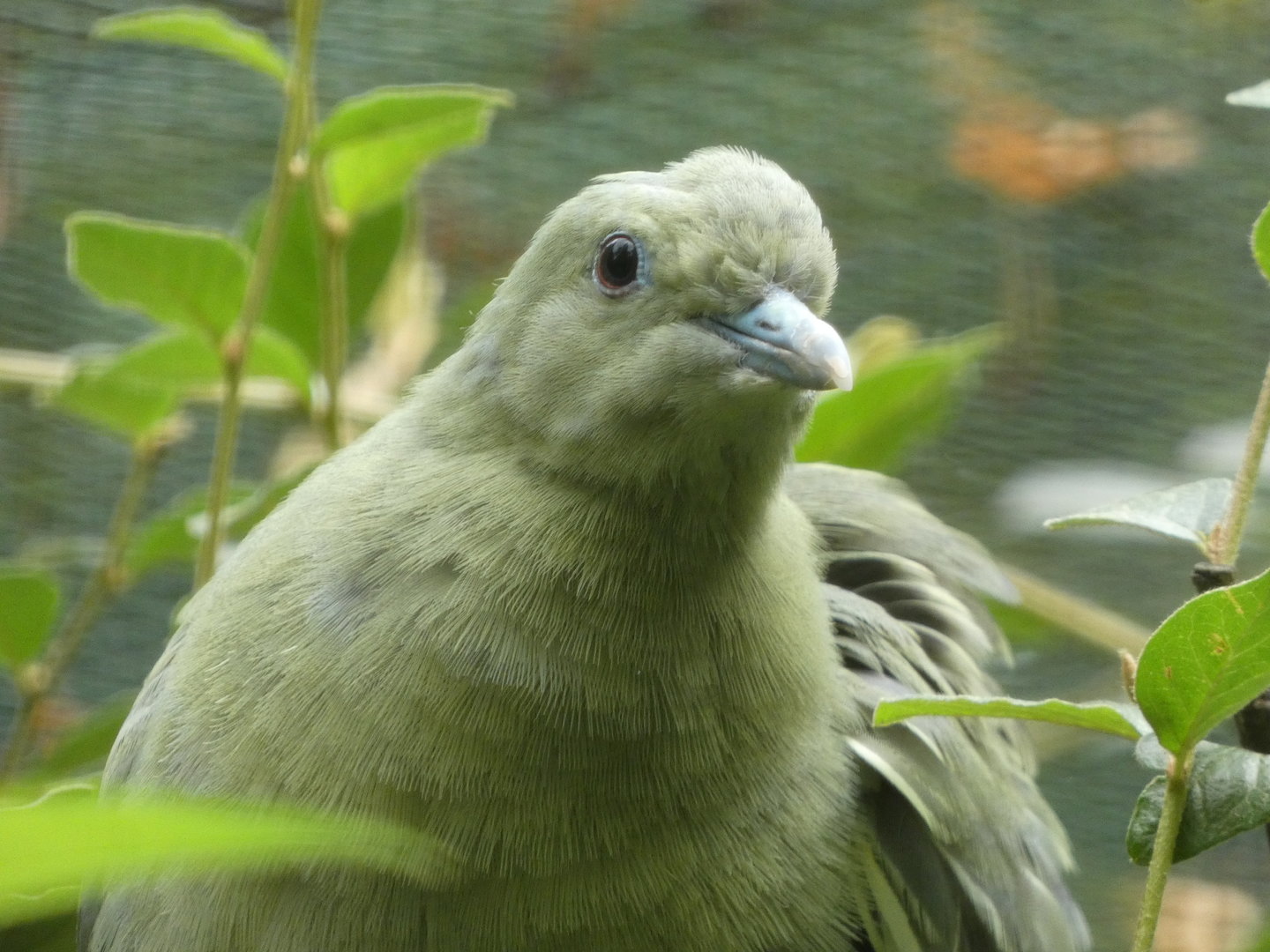 Bird ID - Zoo Plzen