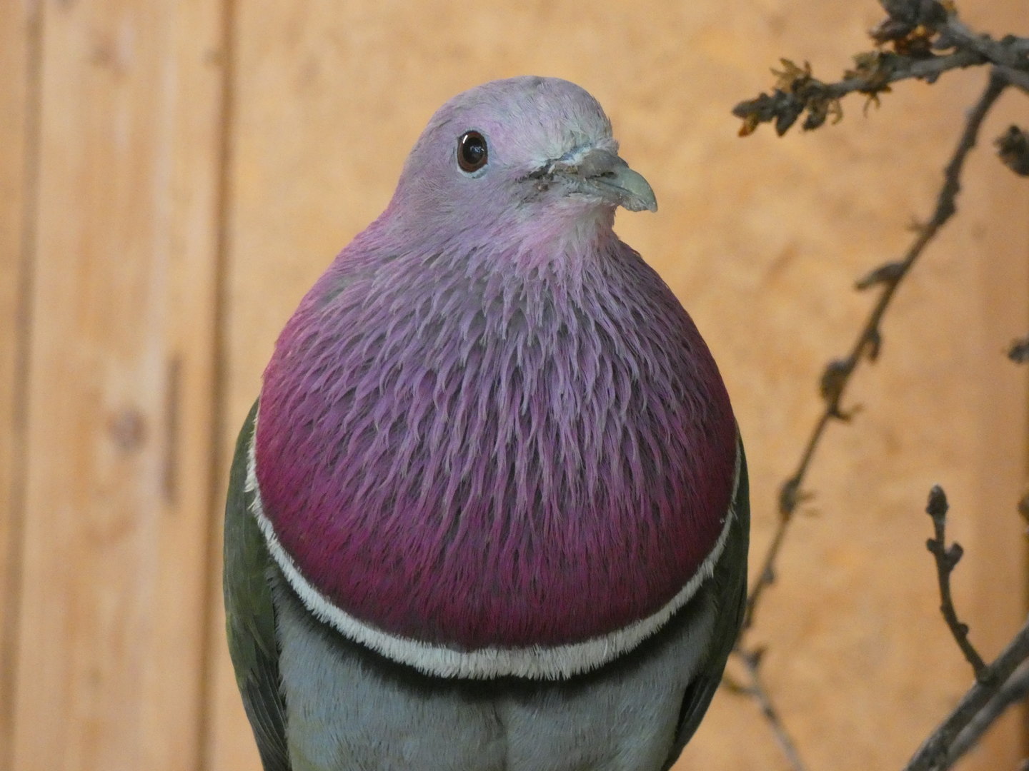 Bird ID - Zoo Plzen