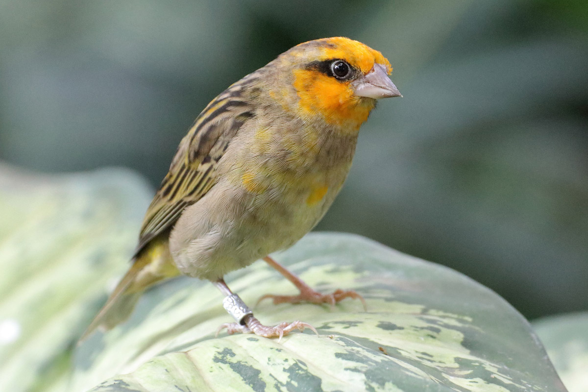 Bird ID - Zoo Warszawa