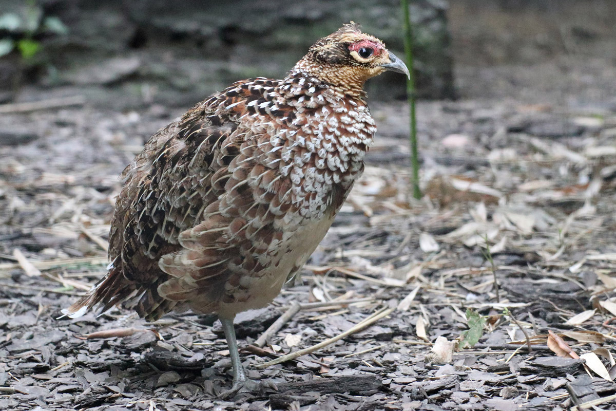 Bird ID - Zoo Warszawa