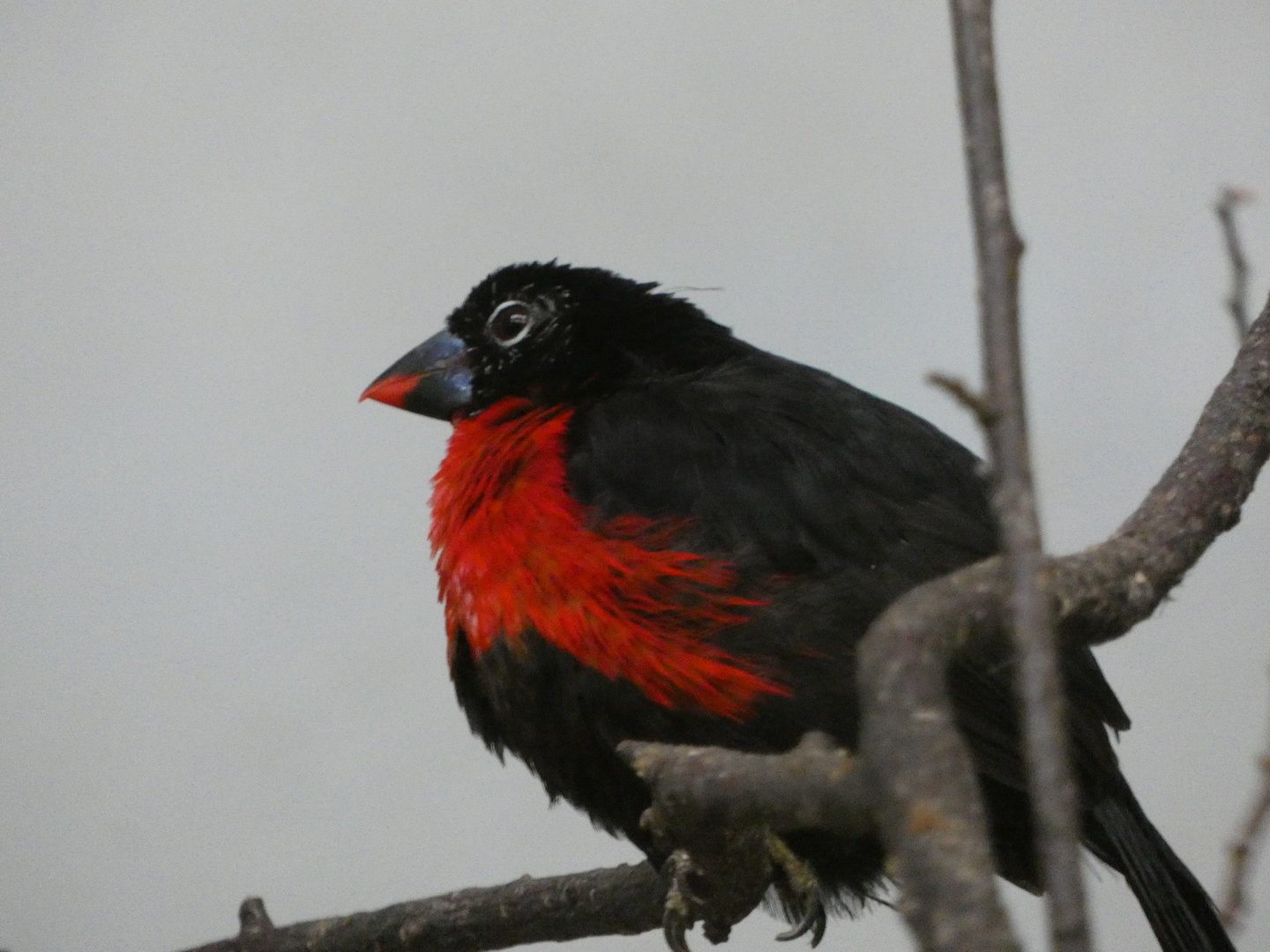 Bird ID? - Zoo Warszawa