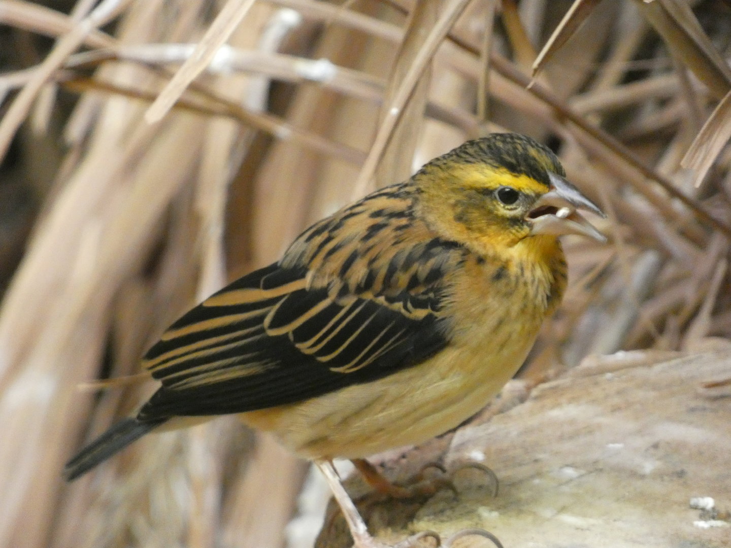 Bird ID? - Zoo Warszawa
