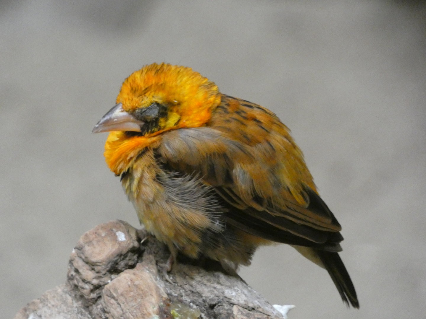 Bird ID? - Zoo Warszawa