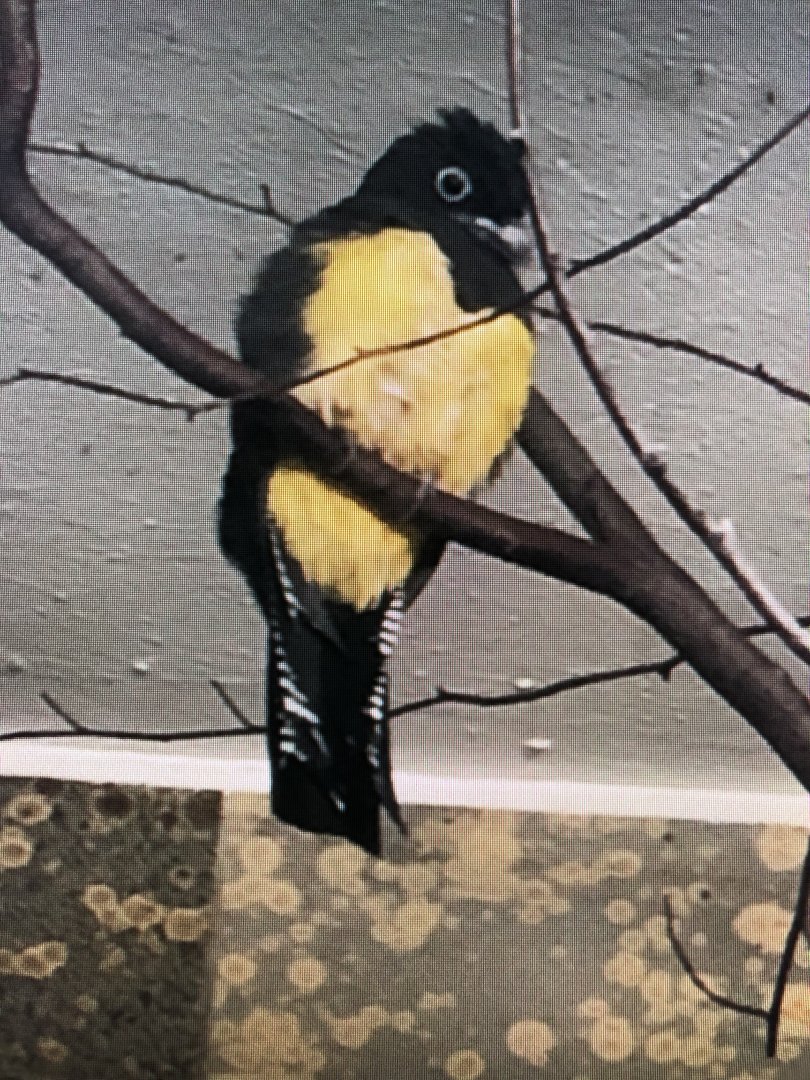 Bird ID Zoo Wuppertal