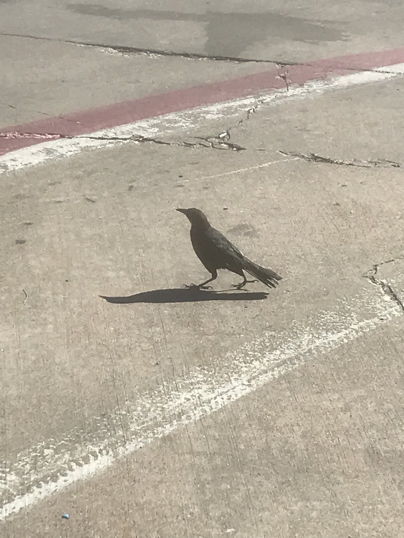 Bird Id?