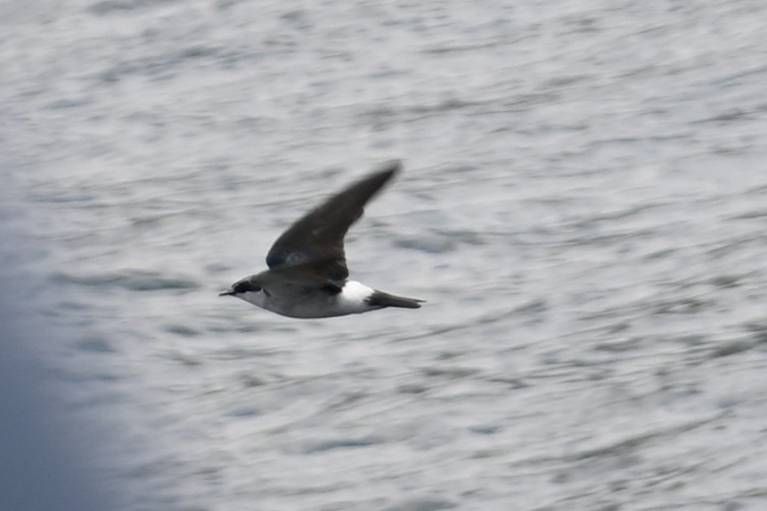 Bird Identification at Arenal Lake, Costa Rica – March 2025