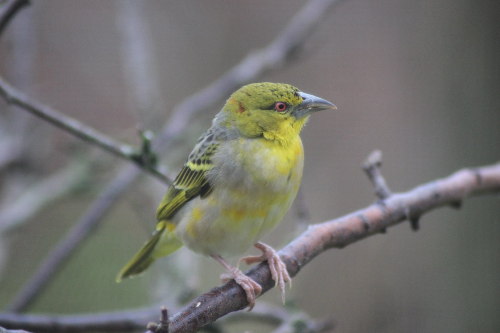 Bird in Dik Dik Exhibit