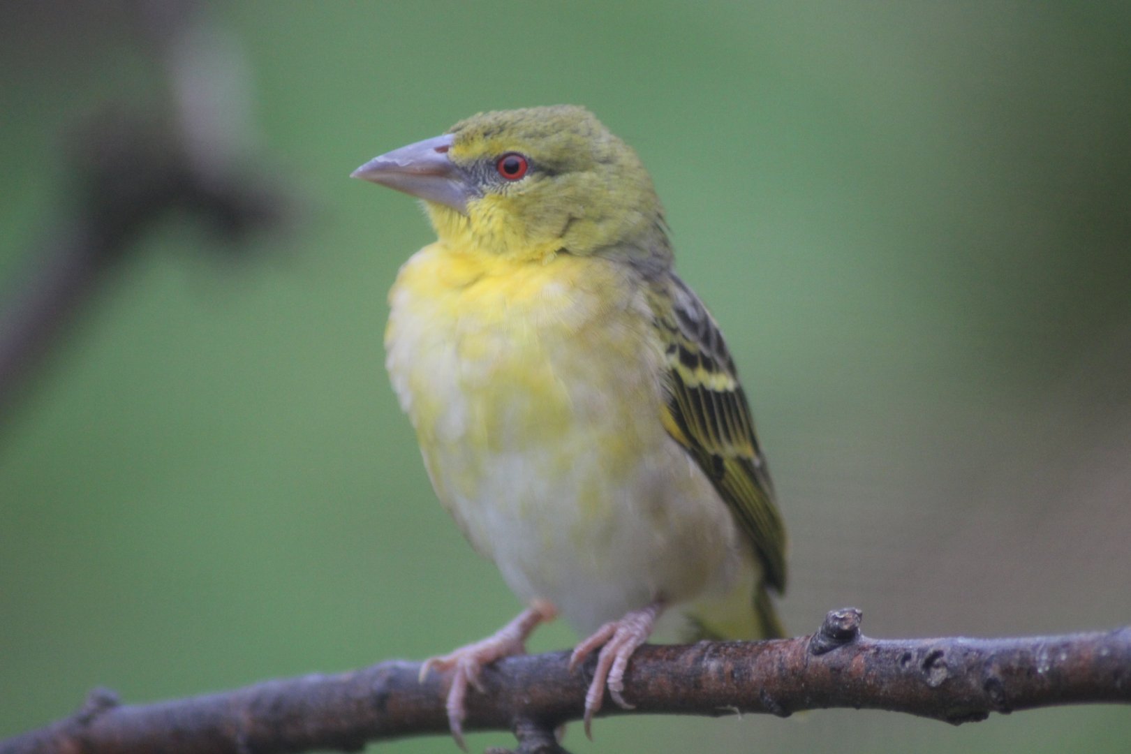 Bird in Dik Dik Exhibit