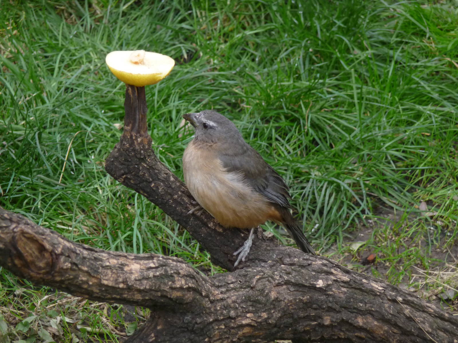 BIRD IN FREE FLIGHT AVIARY ZOO DE BUENOS AIRES
