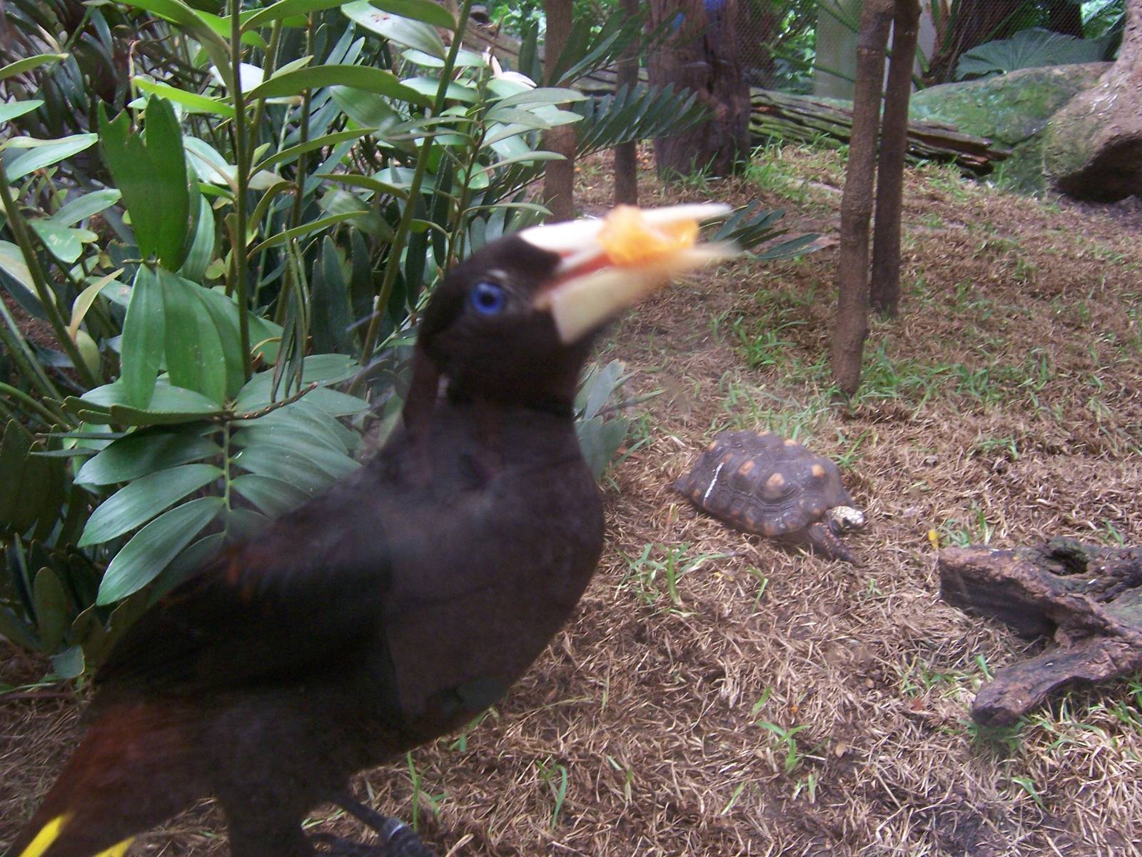 Bird in Howler Junction