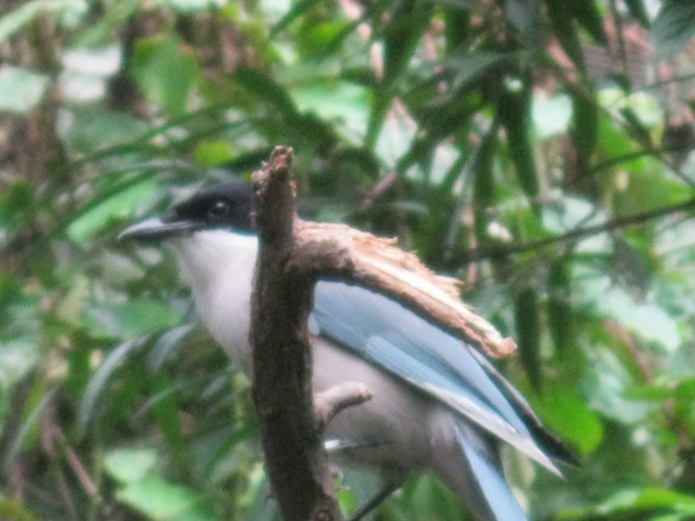 Bird in Jungle World