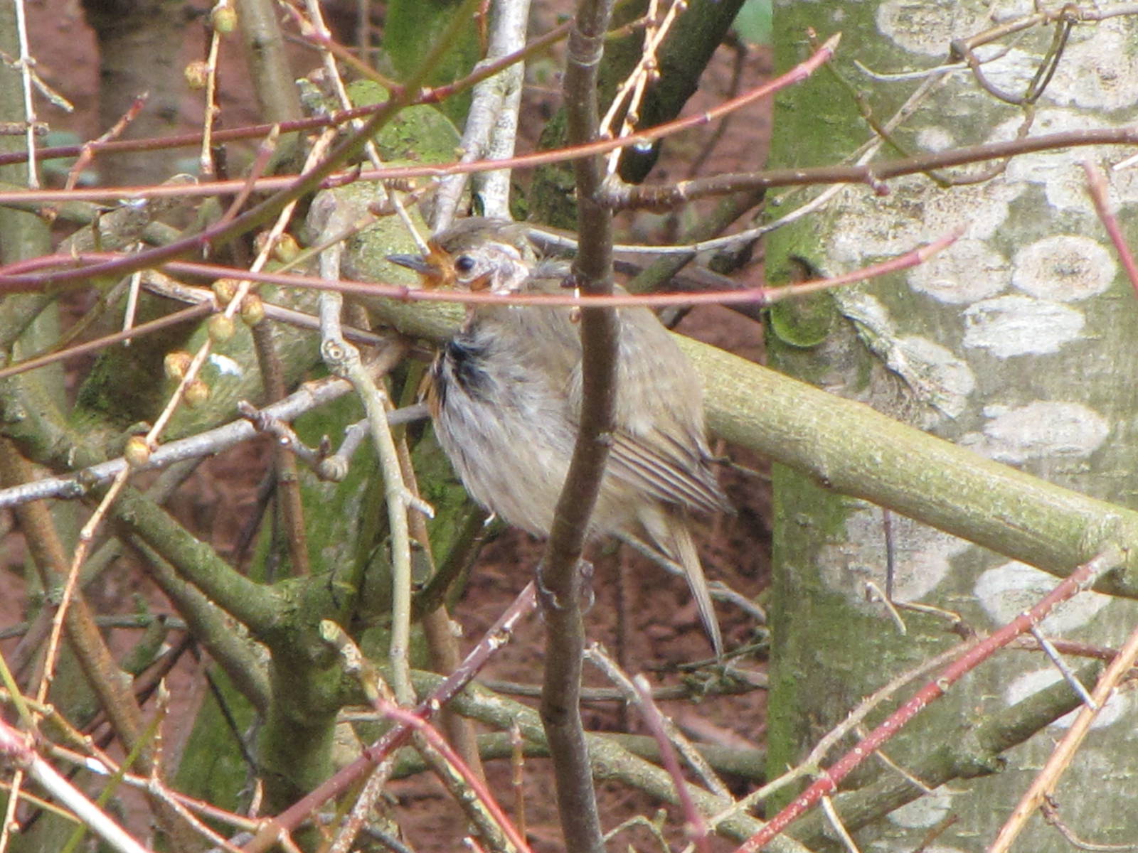Bird in trees at Giant Otter enclosure