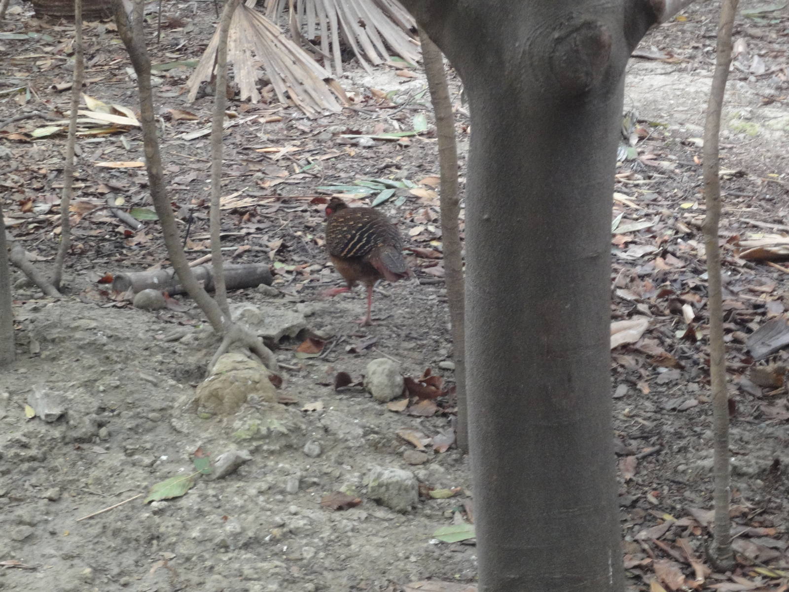 Bird in Walk Through Aviary