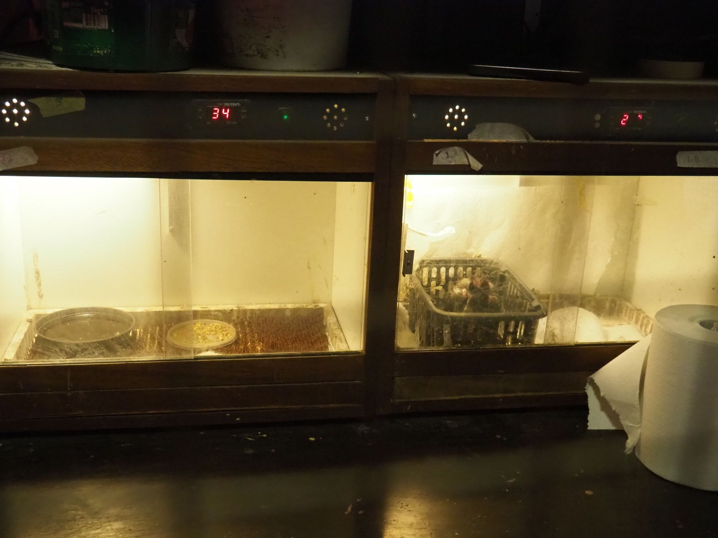 Bird incubators (Aug 28th, 2018)