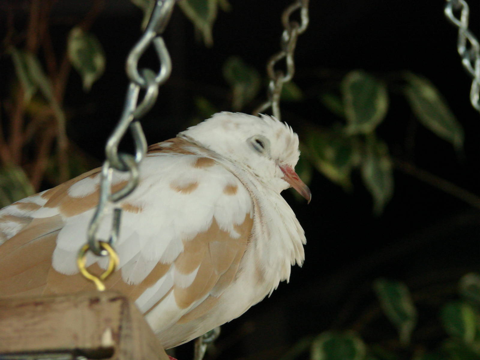 Bird Kingdom Visit - August 16th, 2009