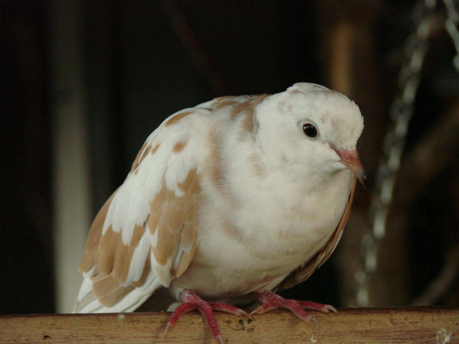 Bird Kingdom Visit - August 16th, 2009