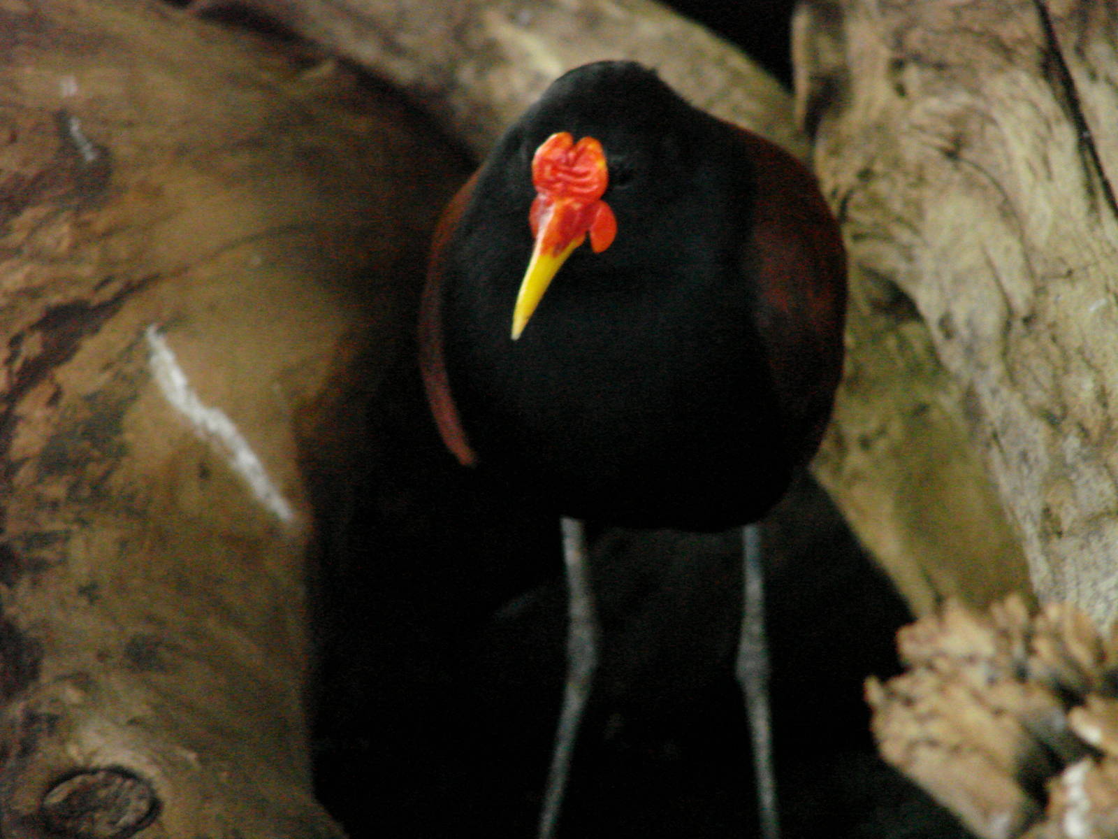 Bird Kingdom Visit - August 16th, 2009