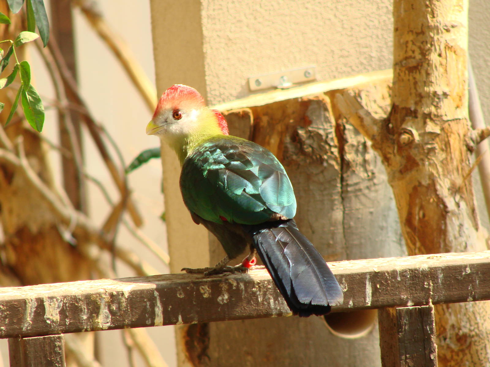 Bird Kingdom Visit - August 16th, 2009