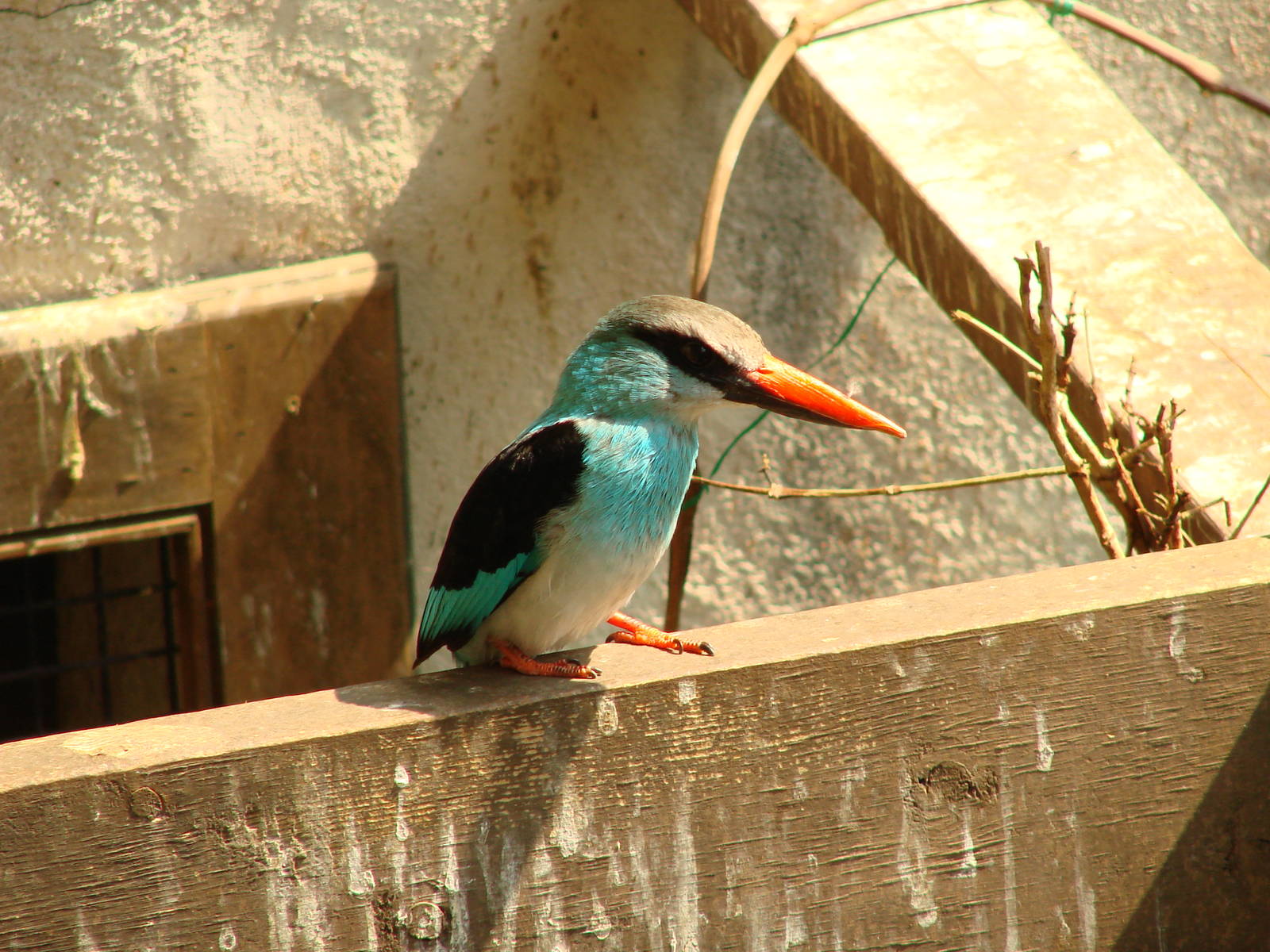 Bird Kingdom Visit - August 16th, 2009