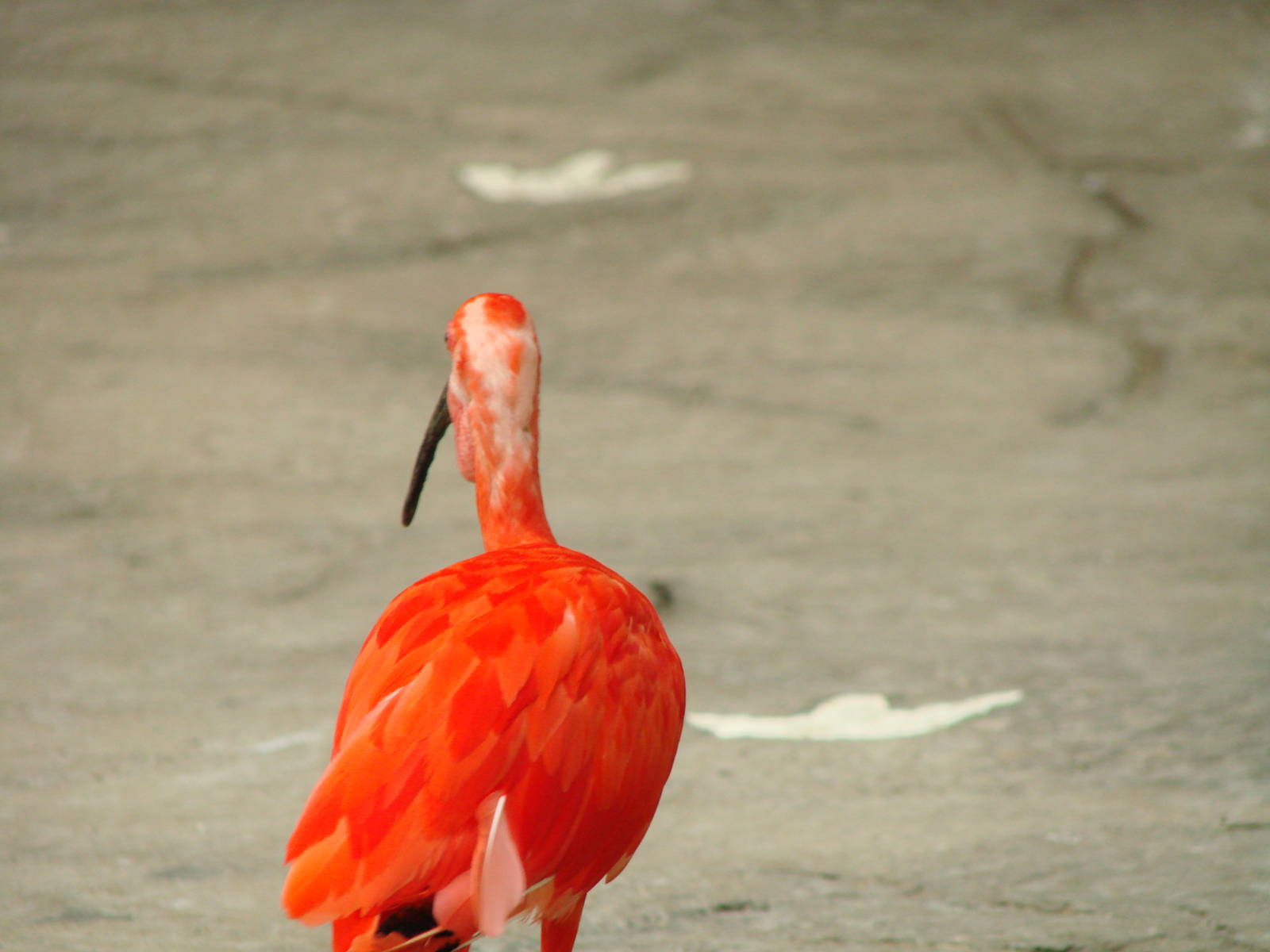 Bird Kingdom Visit - August 16th, 2009