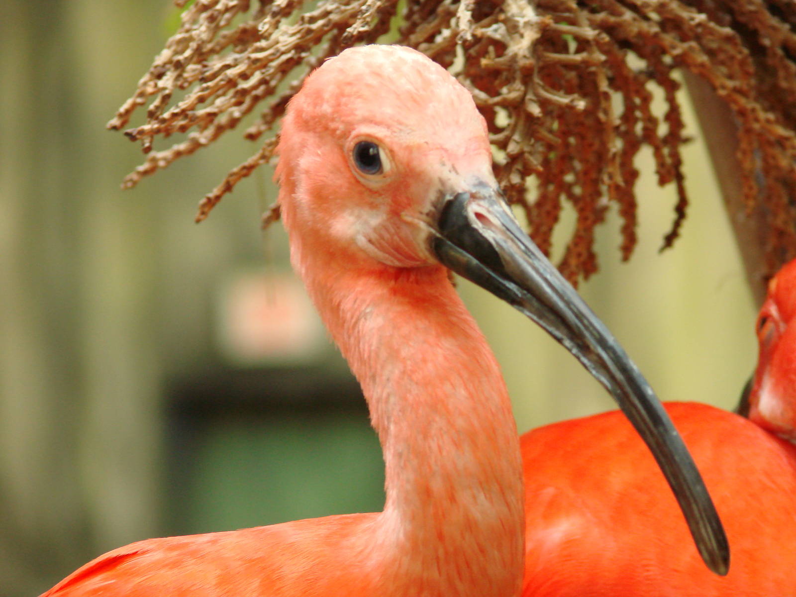 Bird Kingdom Visit - August 16th, 2009