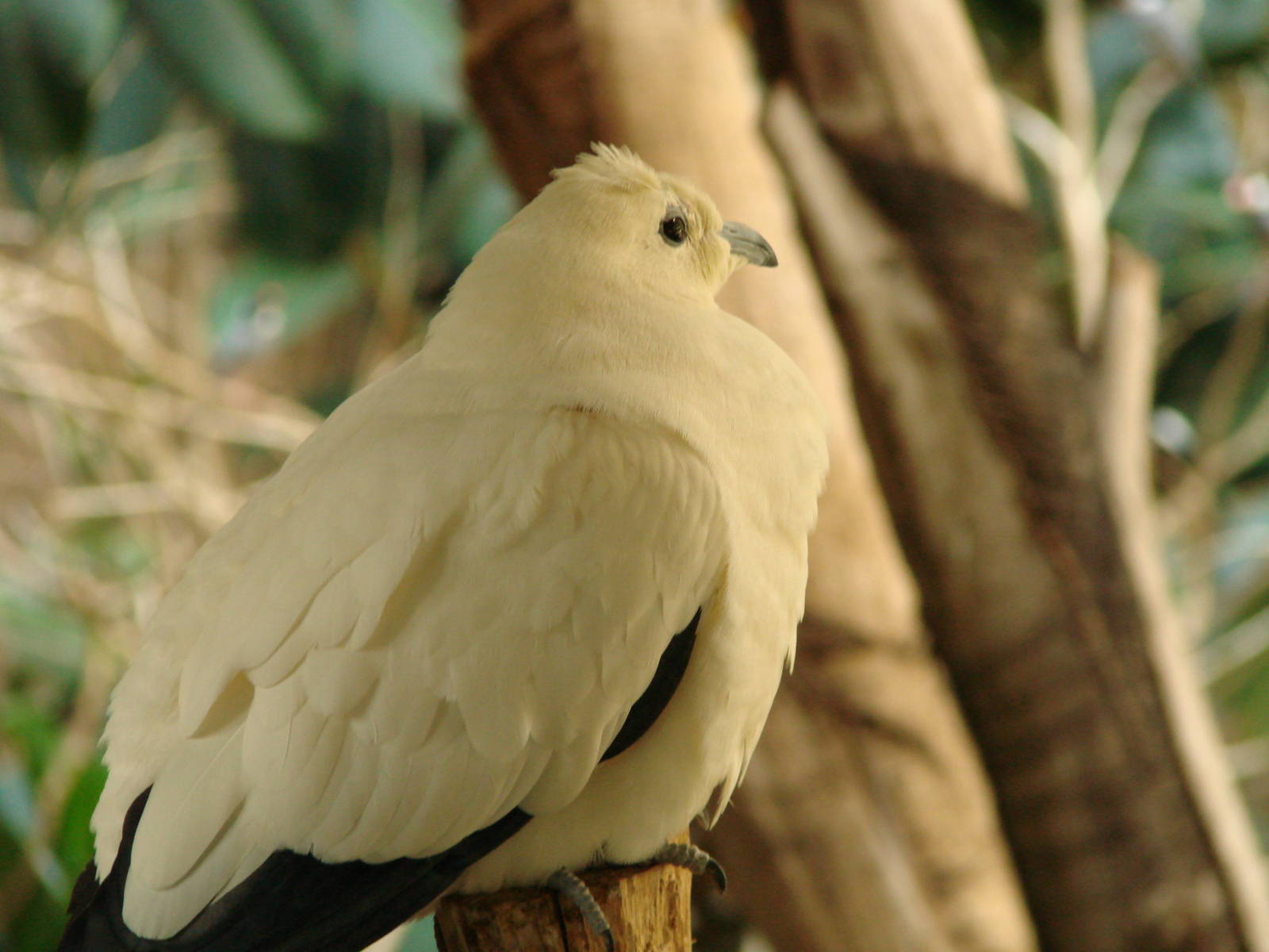 Bird Kingdom Visit - August 16th, 2009