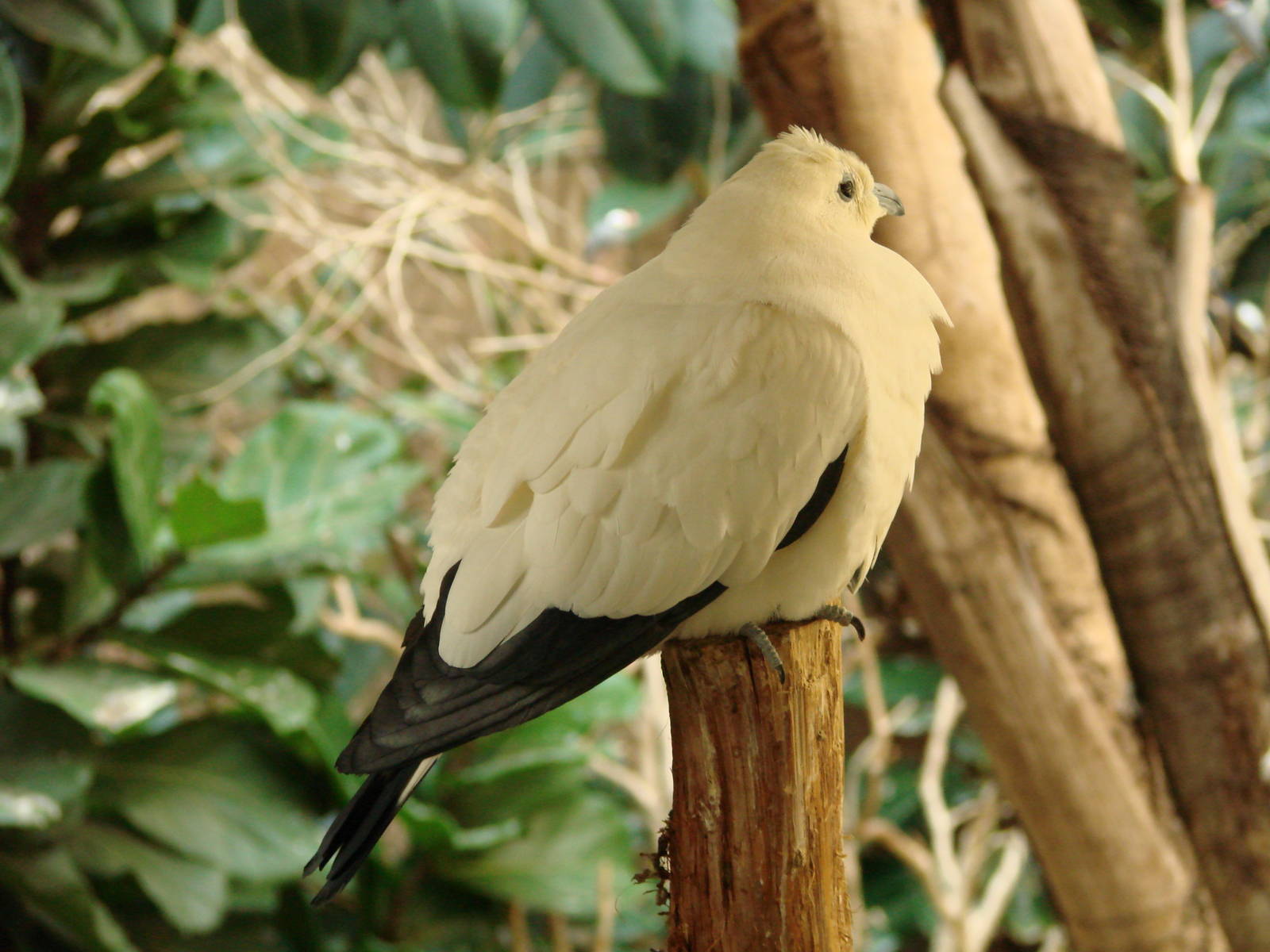 Bird Kingdom Visit - August 16th, 2009