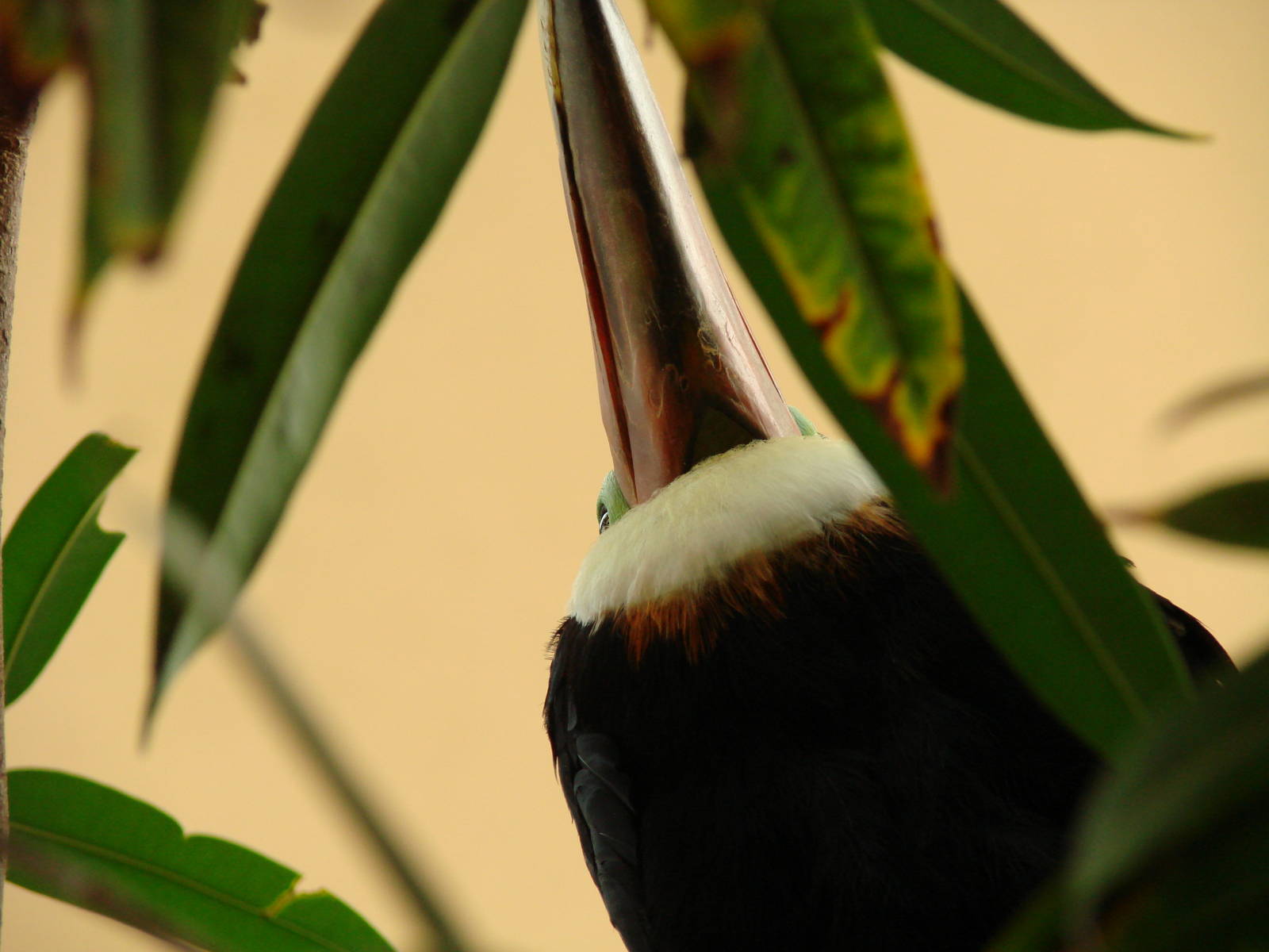 Bird Kingdom Visit - August 16th, 2009