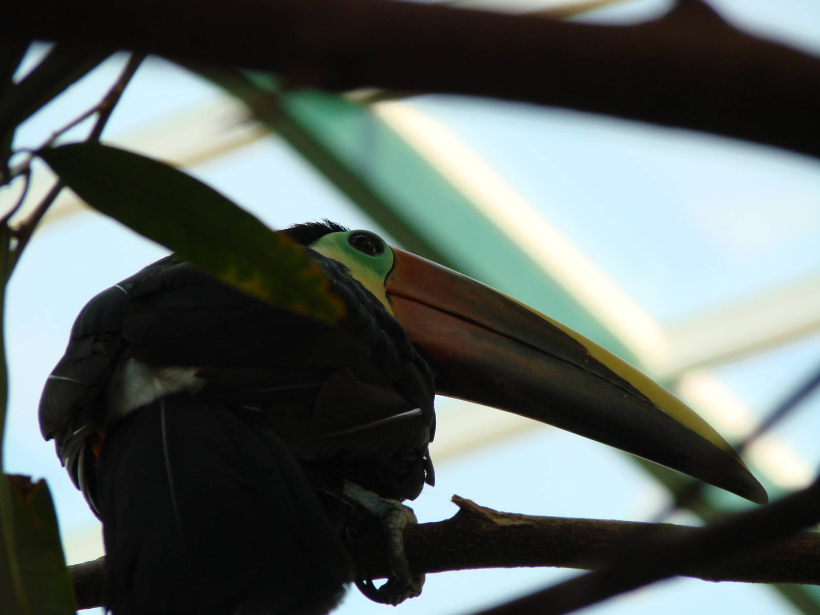 Bird Kingdom Visit - August 16th, 2009