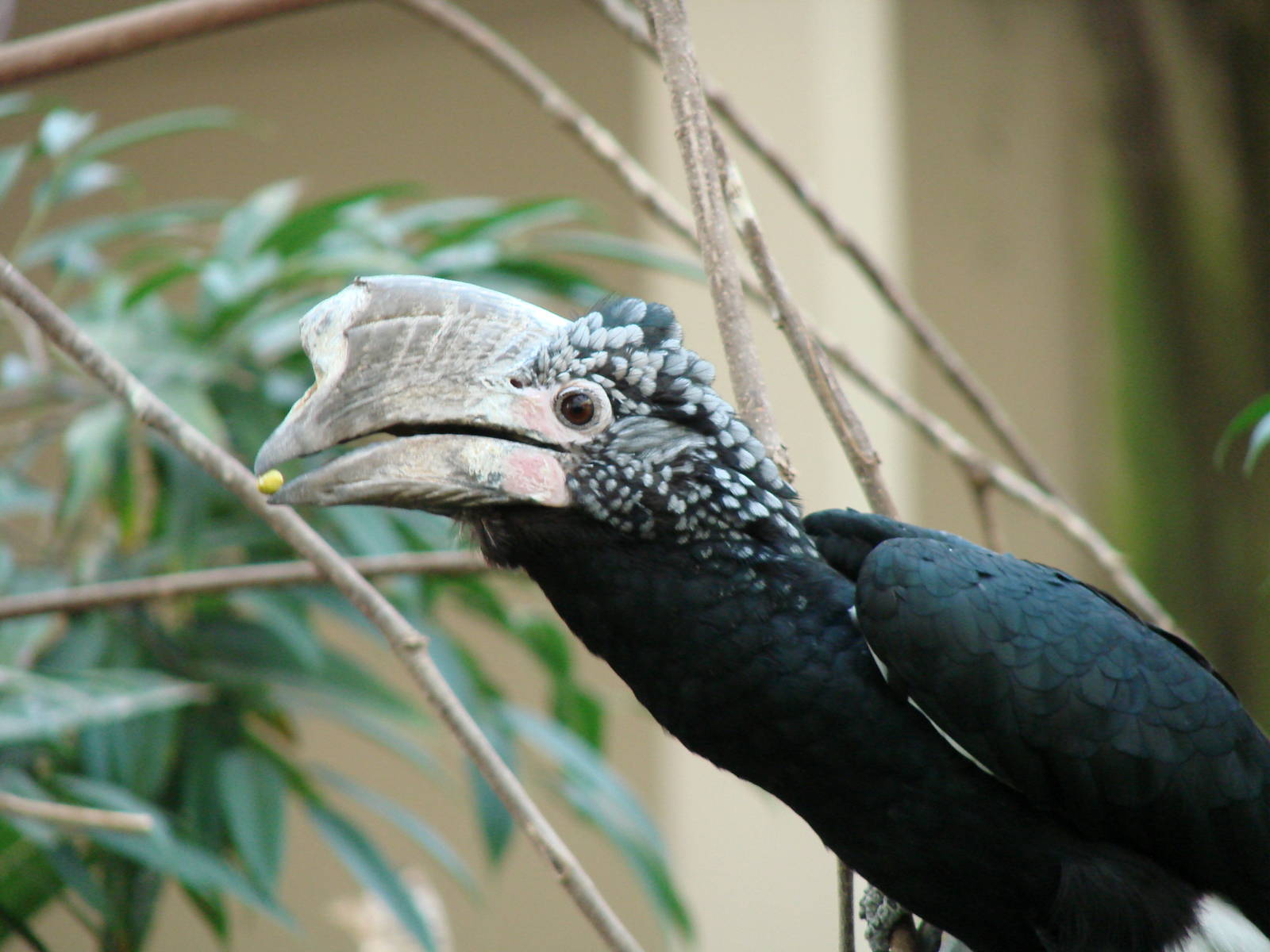 Bird Kingdom Visit - August 16th, 2009