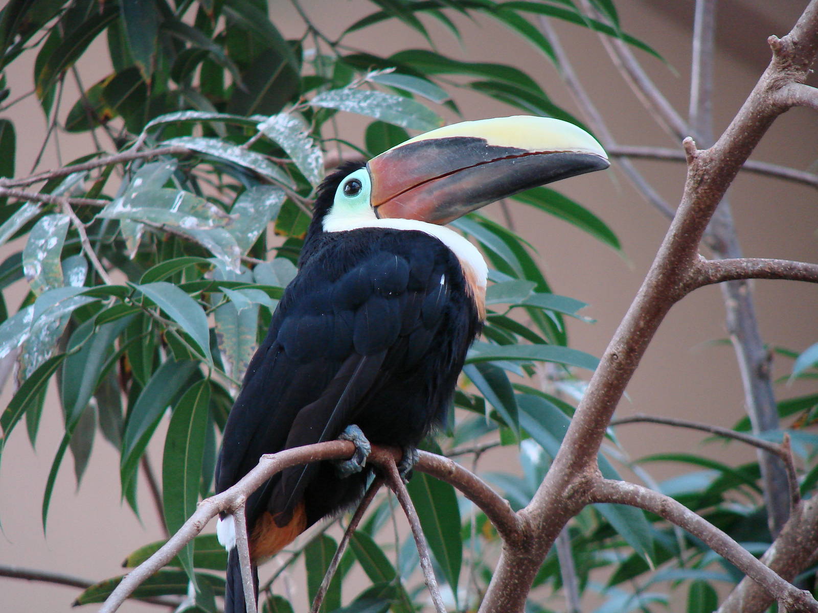 Bird Kingdom Visit - August 16th, 2009