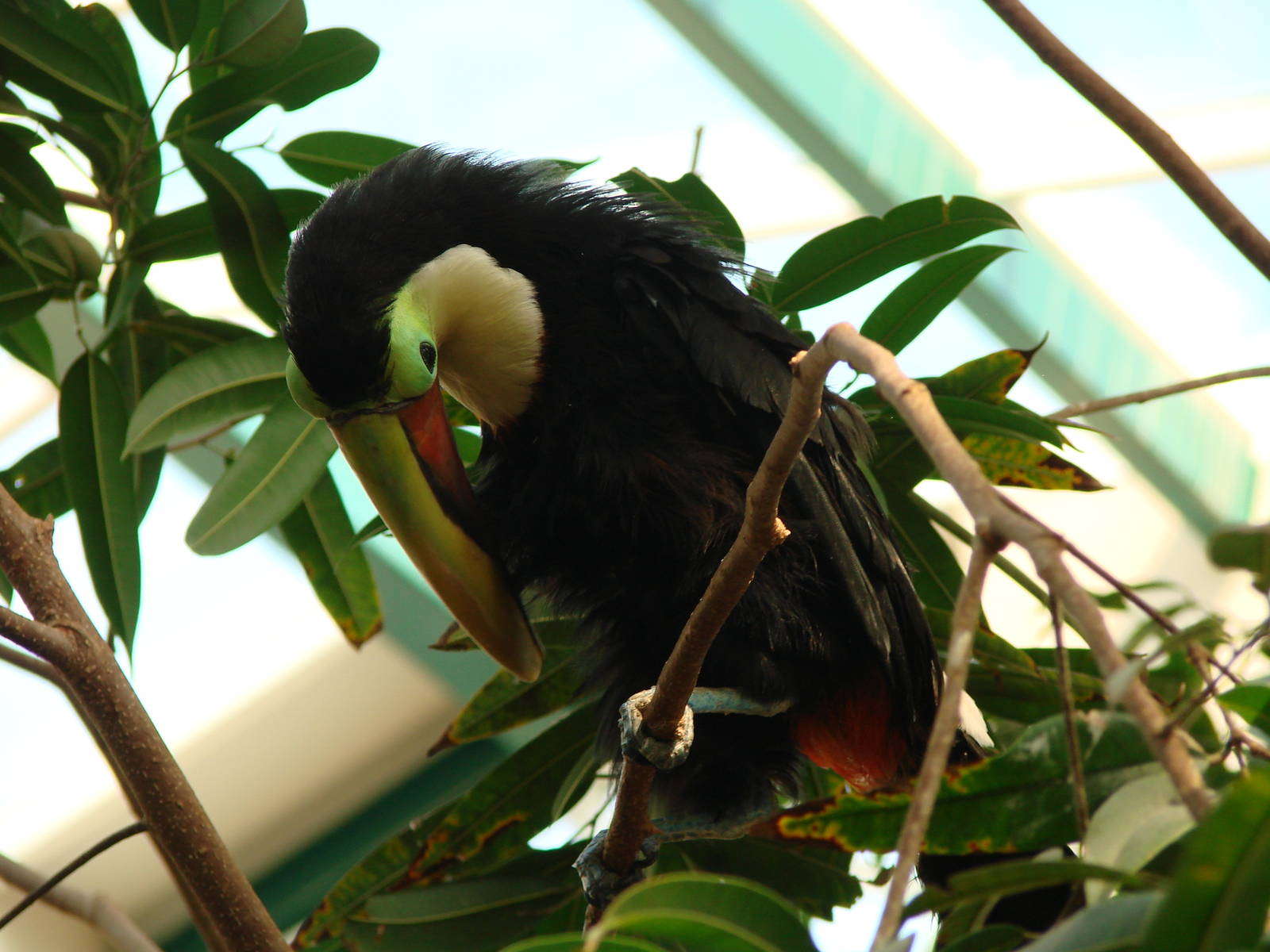 Bird Kingdom Visit - August 16th, 2009