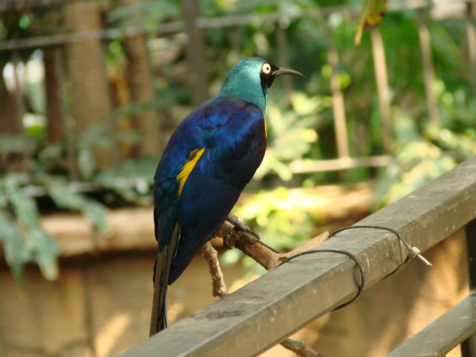 Bird Kingdom Visit - August 16th, 2009