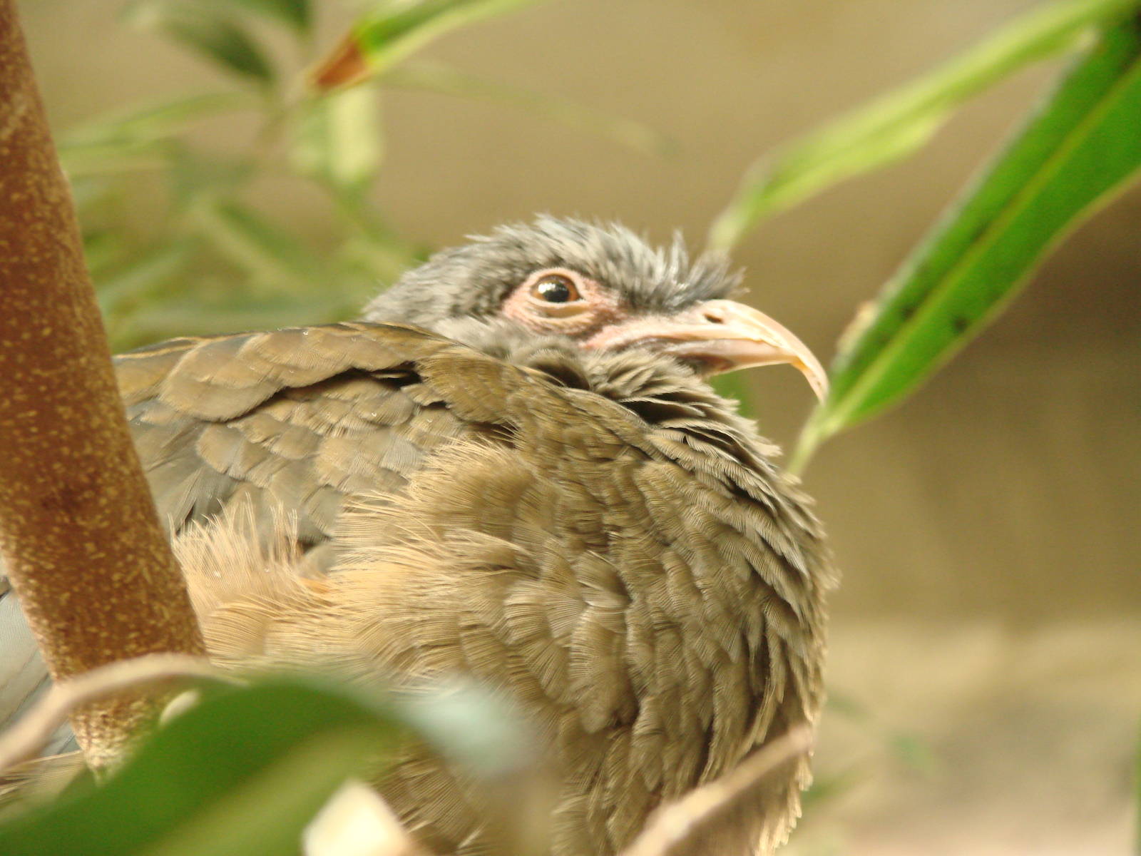 Bird Kingdom Visit - August 16th, 2009