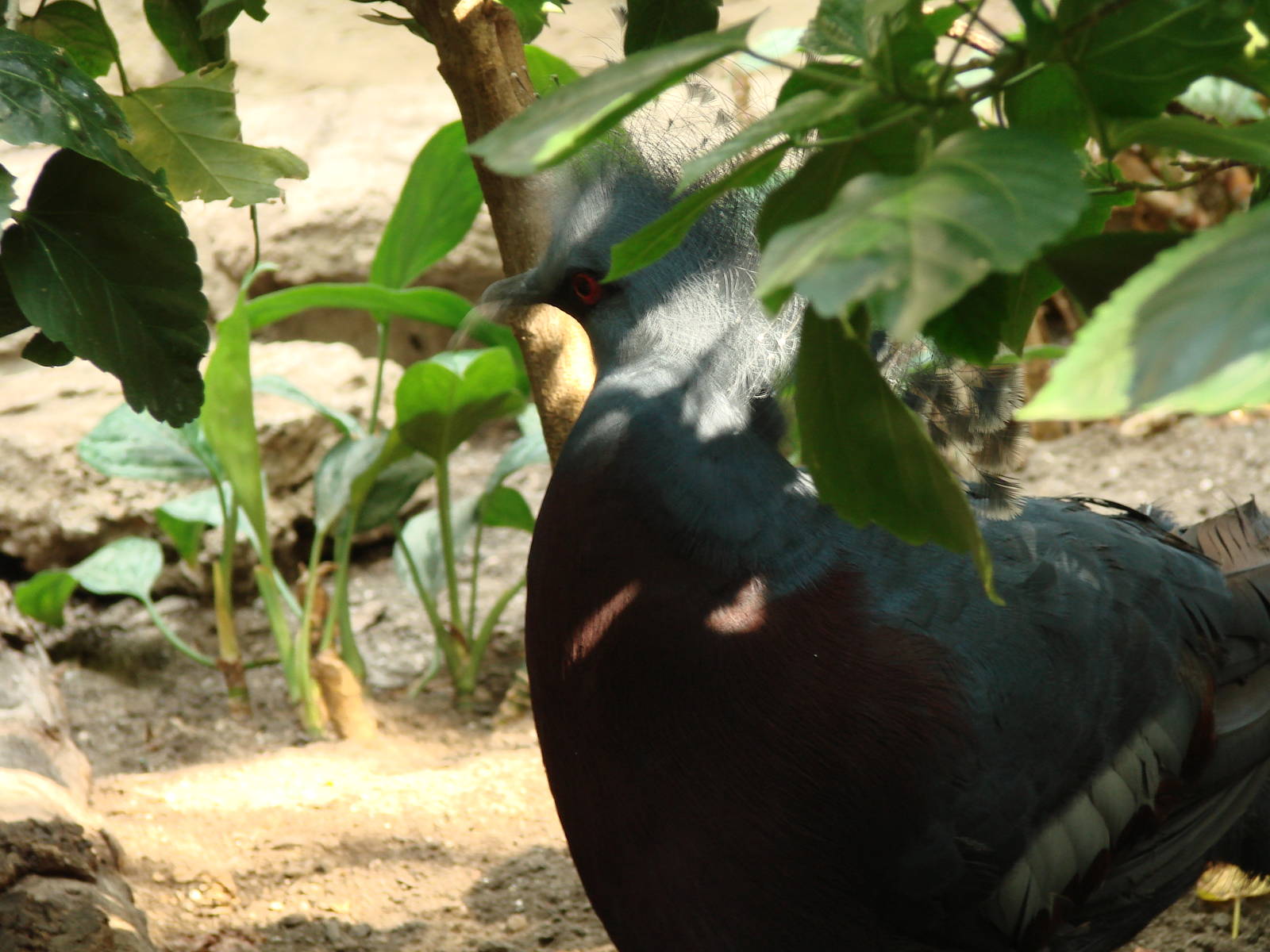 Bird Kingdom Visit - August 16th, 2009