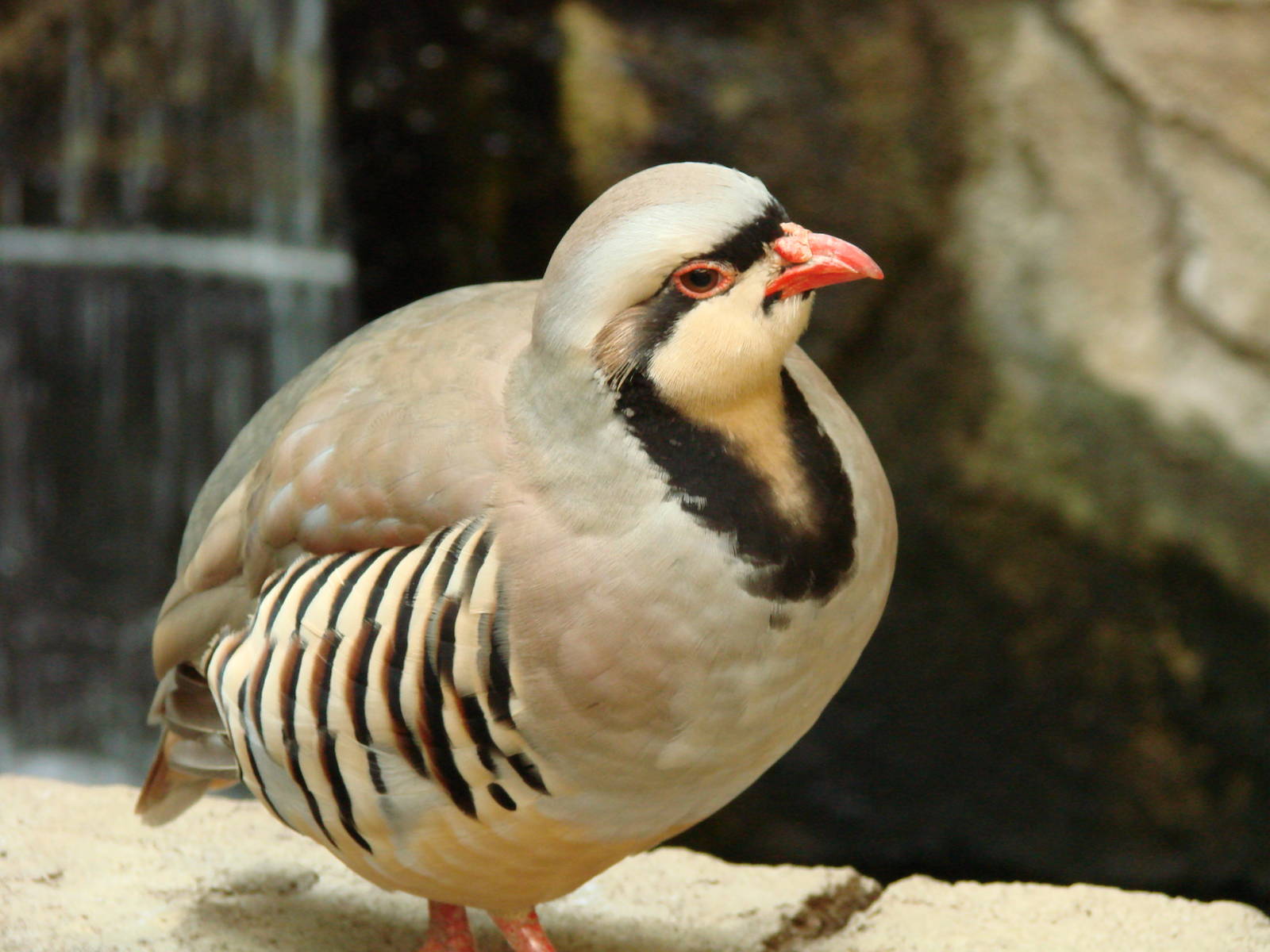 Bird Kingdom Visit - August 16th, 2009