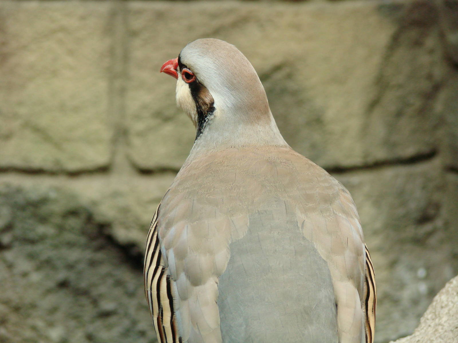 Bird Kingdom Visit - August 16th, 2009