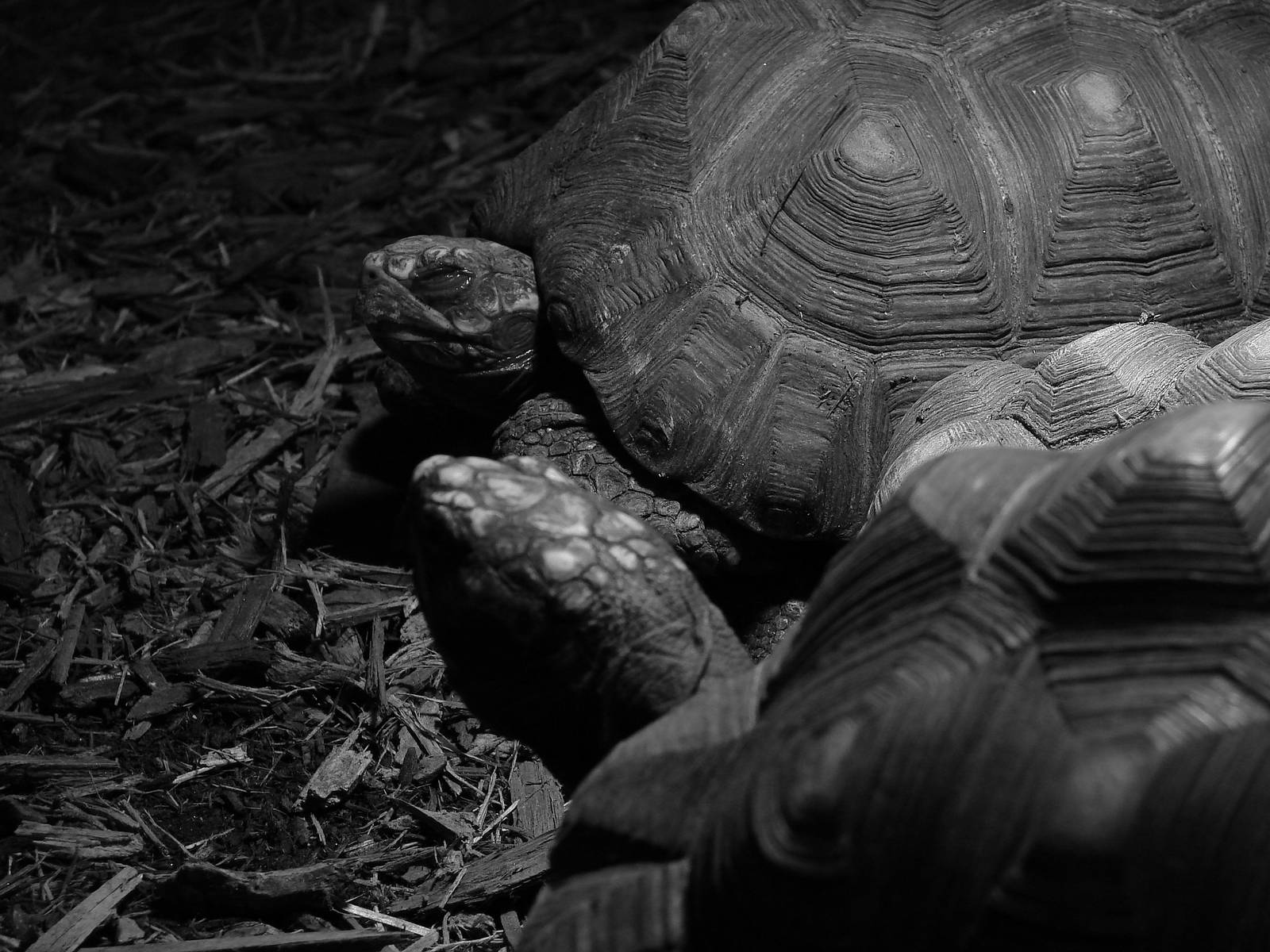 Bird Kingdom Visit - August 16th, 2009