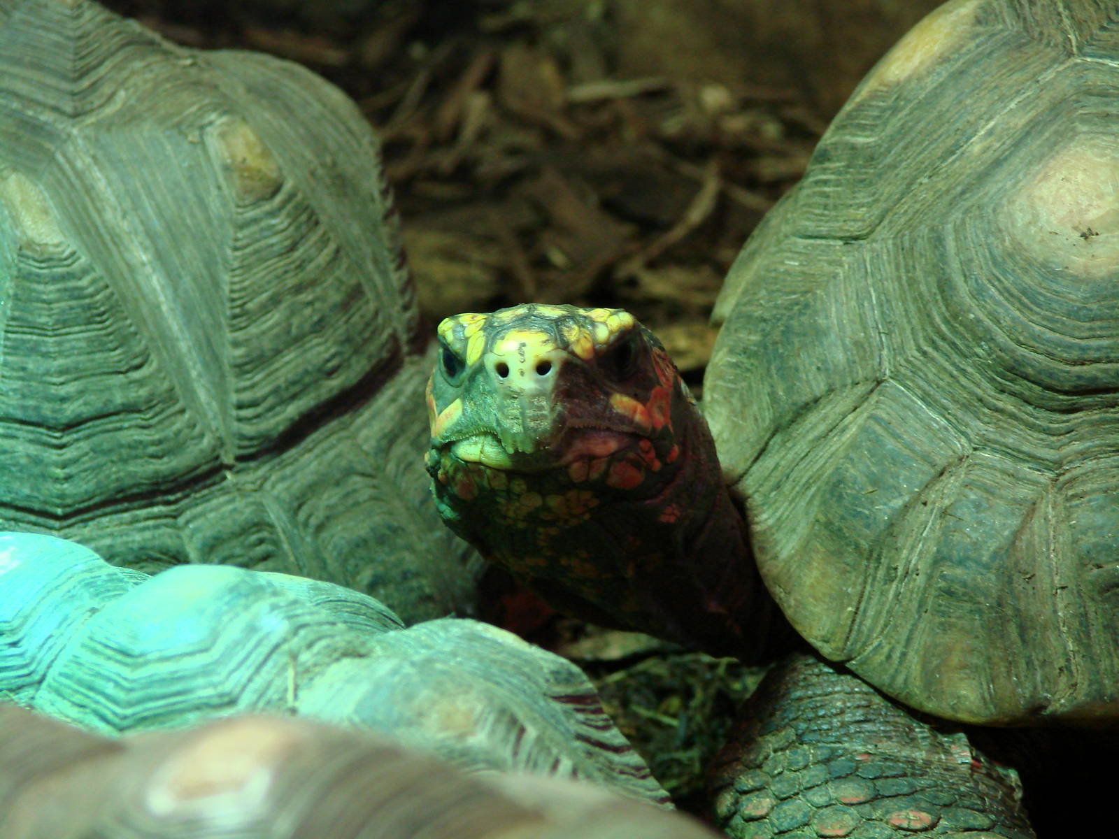 Bird Kingdom Visit - August 16th, 2009