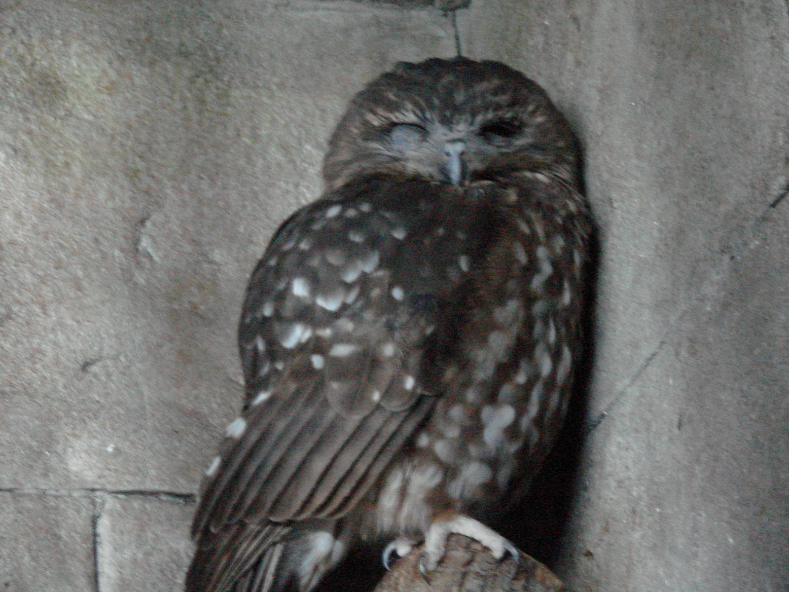 Bird Kingdom Visit - August 16th, 2009