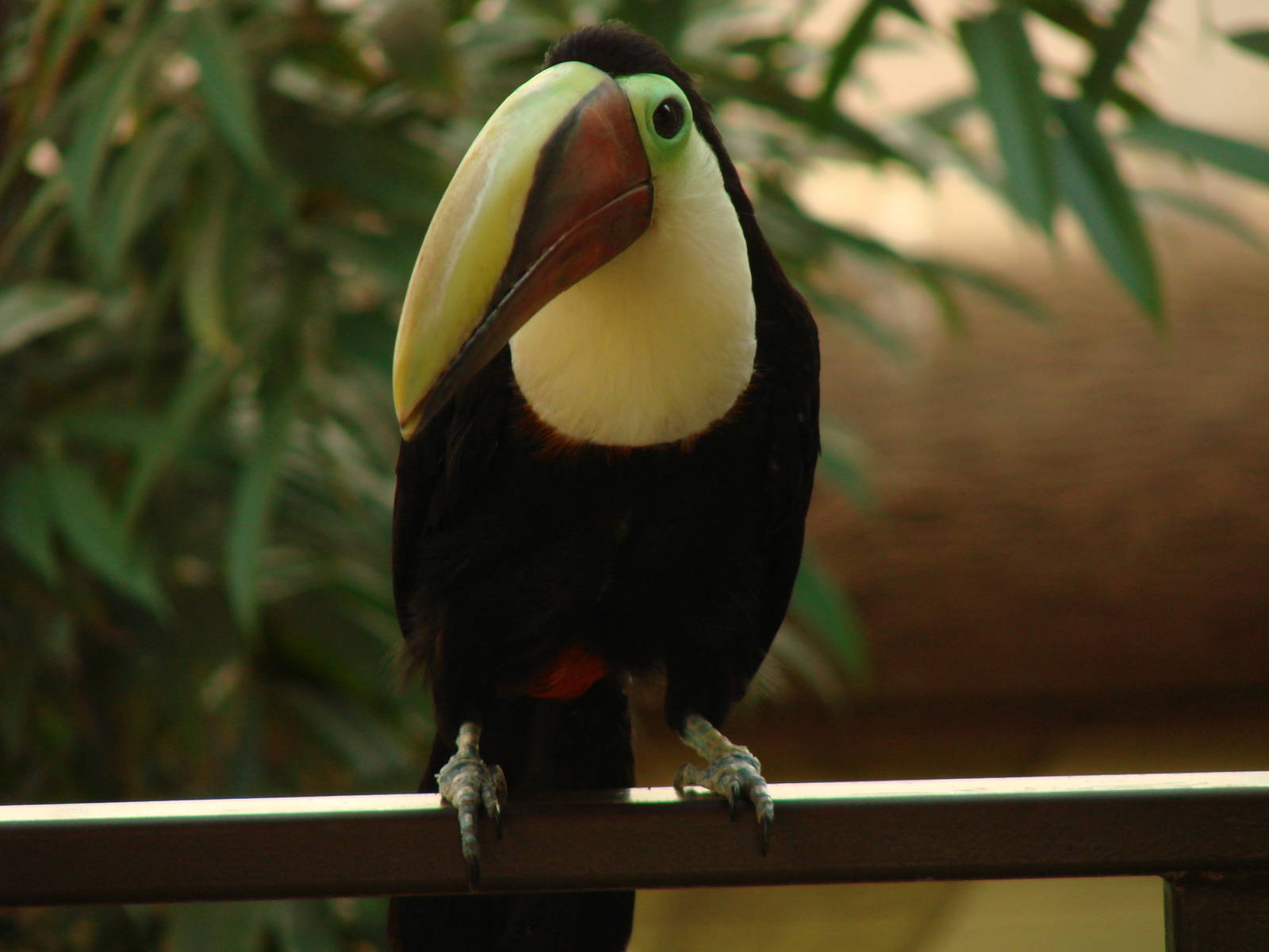 Bird Kingdom Visit - August 16th, 2009