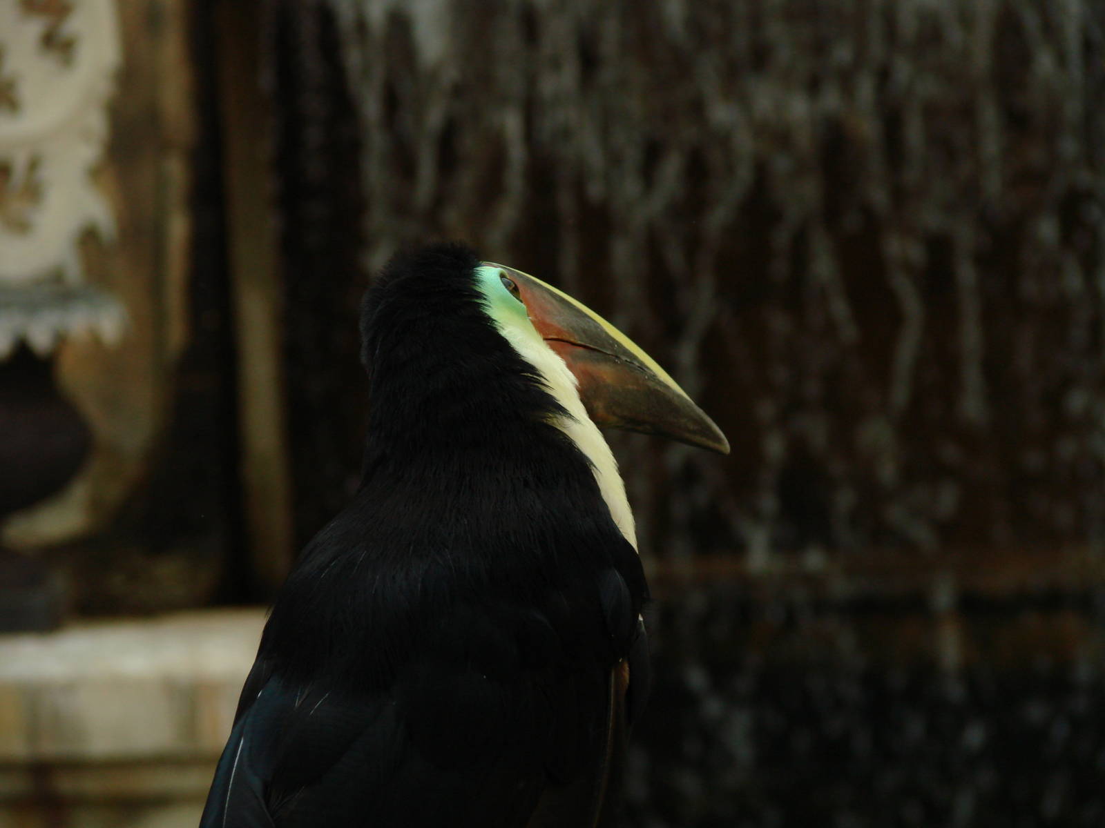 Bird Kingdom Visit - August 16th, 2009