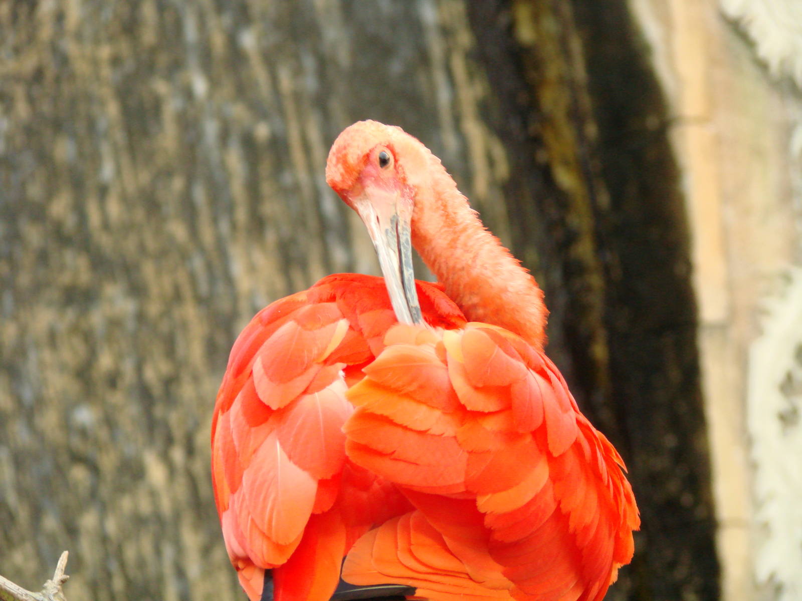 Bird Kingdom Visit - August 16th, 2009